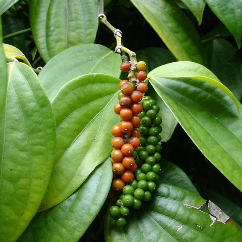 Piper Nigrum Live Plant - Black Pepper Vine, 4-8 Inches Long, Outdoor - Image 3