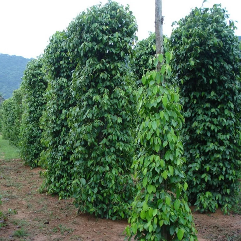 Piper Nigrum Live Plant - Black Pepper Vine, 4-8 Inches Long, Outdoor - Image 5