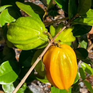 Pitangatuba 'Big Elongated Fruit' Star Cherry Live Plant - Eugenia Selloi Seedling 3-6'' Tall - Image 2