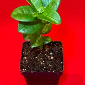 Pitangatuba 'Big Elongated Fruit' Star Cherry Live Plant - Eugenia Selloi Seedling 3-6'' Tall - Image 4