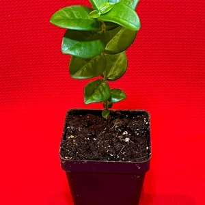 Pitangatuba 'Big Elongated Fruit' Star Cherry Live Plant - Eugenia Selloi Seedling 3-6'' Tall - Image 8