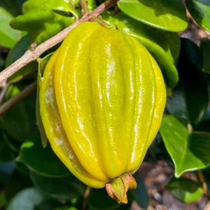 Pitangatuba 'Big Elongated Fruit' Star Cherry Live Plant - Eugenia Selloi Seedling 3-6'' Tall - Image 9