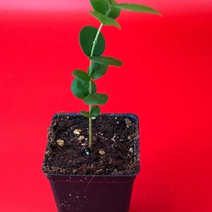 Pitangatuba Star Cherry Fruit Tree Seedling - Eugenia Selloi Plant, 3-6'' Tall - Image 2