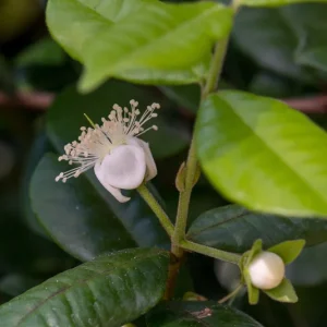 Pitangatuba Star Cherry Fruit Tree Seedling - Eugenia Selloi Plant, 3-6'' Tall - Image 3