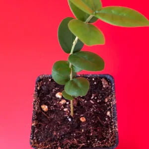 Pitangatuba Star Cherry Fruit Tree Seedling - Eugenia Selloi Plant, 3-6'' Tall - Image 5