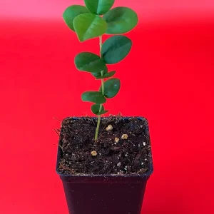 Pitangatuba Star Cherry Fruit Tree Seedling - Eugenia Selloi Plant, 3-6'' Tall - Image 6