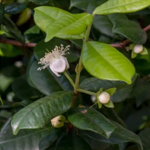 Pitangatuba Star Cherry Fruit Tree Seedling - Eugenia Selloi Plant, 3-6'' Tall - Image 8