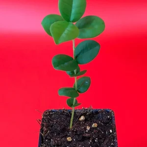 Pitangatuba Star Cherry Fruit Tree Seedling - Eugenia Selloi Plant, 3-6'' Tall - Image 9