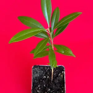 Pitomba Big Fruit Live Plant - Eugenia Luschnathiana Tree Starter - 4-6