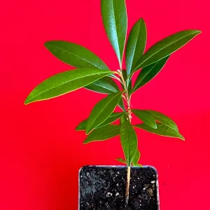 Pitomba Big Fruit Live Plant - Eugenia Luschnathiana Tree Starter - 4-6