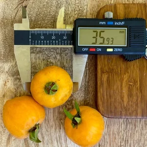 Pitomba Big Fruit Live Plant - Eugenia Luschnathiana Tree Starter - 4-6