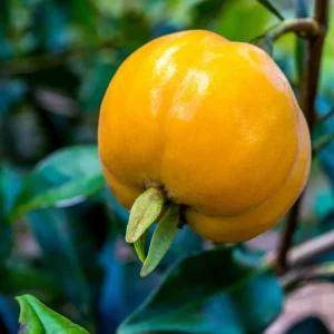 Pitomba Big Fruit Live Plant - Eugenia Luschnathiana Tree Starter - 4-6