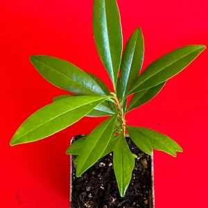 Pitomba Big Fruit Live Plant - Eugenia Luschnathiana Tree Starter - 4-6