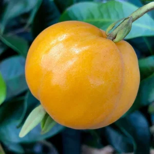 Pitomba Big Fruit Live Plant - Eugenia Luschnathiana Tree Starter - 4-6