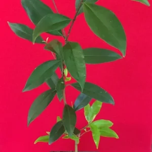 Pitomba Eugenia Luschnathiana Live Plant - Fruit Tree Starter 6-10