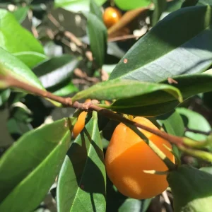 Pitomba Eugenia Luschnathiana Live Plant - Fruit Tree Starter 6-10