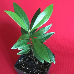 Pitomba Live Plant - Eugenia Luschnathiana Fruit Tree Starter 4-6 inch Potted - Image 2