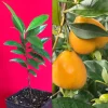 Pitomba Live Plant - Eugenia Luschnathiana Fruit Tree Starter 4-6 inch Potted - Image 1