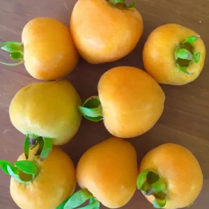 Pitomba Live Plant - Eugenia Luschnathiana Fruit Tree Starter 4-6 inch Potted - Image 3