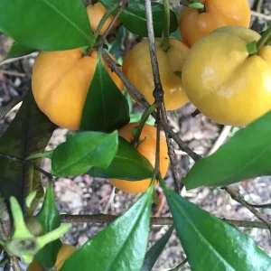 Pitomba Live Plant - Eugenia Luschnathiana Fruit Tree Starter 4-6 inch Potted - Image 4