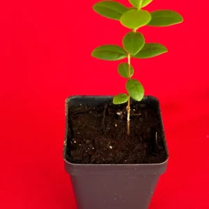 Pitombatuba Hybrid Fruit Tree Live Plant, Eugenia Selloi x Luschnathiana, 3-6 inch, 2.5-inch Pot - Image 2