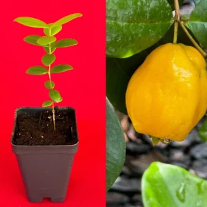 Pitombatuba Hybrid Fruit Tree Live Plant, Eugenia Selloi x Luschnathiana, 3-6 inch, 2.5-inch Pot - Image 1