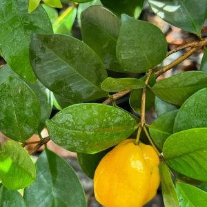 Pitombatuba Hybrid Fruit Tree Live Plant, Eugenia Selloi x Luschnathiana, 3-6 inch, 2.5-inch Pot - Image 5