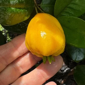 Pitombatuba Hybrid Fruit Tree Live Plant, Eugenia Selloi x Luschnathiana, 3-6 inch, 2.5-inch Pot - Image 6