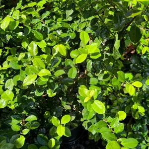 Pitombatuba Hybrid Fruit Tree Live Plant, Eugenia Selloi x Luschnathiana, 3-6 inch, 2.5-inch Pot - Image 9