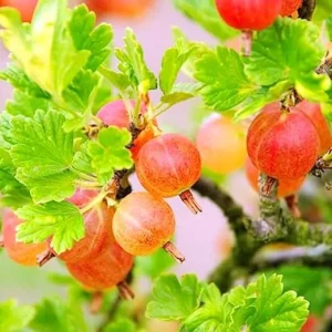 Pixwell Gooseberry Live Plant – Fruit Shrub Starter – 5-9 Inch Tall - Image 4