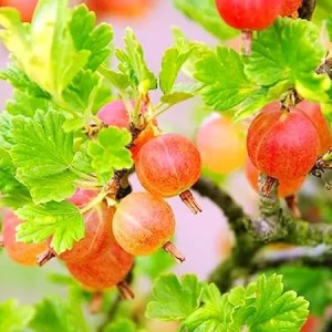 Pixwell Gooseberry Live Plant – Fruit Shrub Starter – 5-9 Inch Tall - Image 6