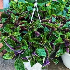 Plectranthus Purple Swedish Ivy Live Plant, 4 Inch Pot, Indoor Houseplant - Image 4