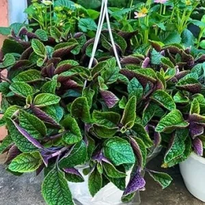 Plectranthus Purple Swedish Ivy Live Plant, 4 Inch Pot, Indoor Houseplant - Image 5