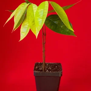 Plinia Edulis Cambuca Seedling Live Plant – 5-9 Inch Tall Potted Fruit Tree - Image 2