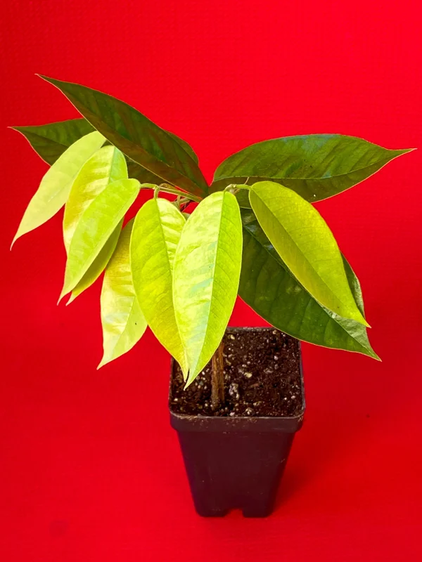 Plinia Edulis Cambuca Seedling Live Plant – 5-9 Inch Tall Potted Fruit Tree - Image 4