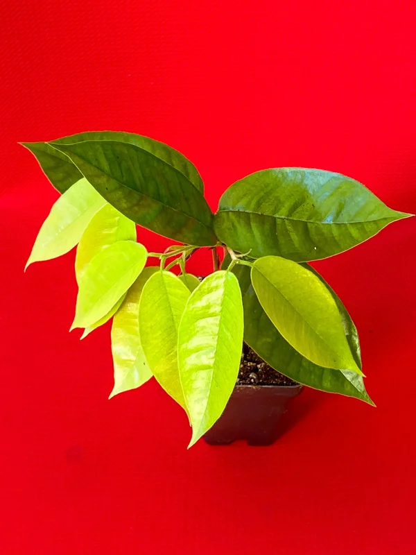 Plinia Edulis Cambuca Seedling Live Plant – 5-9 Inch Tall Potted Fruit Tree - Image 6