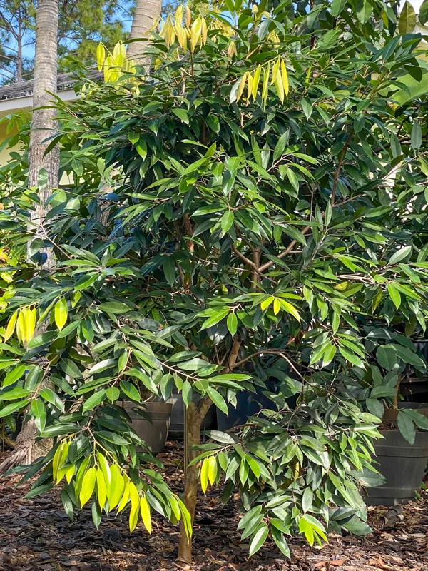 Plinia Edulis Cambuca Seedling Live Plant – 5-9 Inch Tall Potted Fruit Tree - Image 7