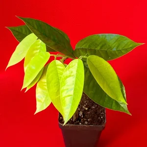 Plinia Edulis Cambuca Seedling Live Plant – 5-9 Inch Tall Potted Fruit Tree - Image 8