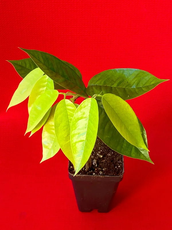 Plinia Edulis Cambuca Seedling Live Plant – 5-9 Inch Tall Potted Fruit Tree - Image 8