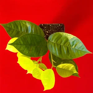 Plinia Edulis Cambuca Seedling Live Plant – 5-9 Inch Tall Potted Fruit Tree - Image 9