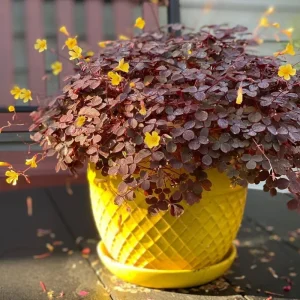 Plum Shamrock Oxalis Live Plant, 2.5 inch Pot, Easy Care Indoor Houseplant - Image 2