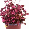 Plum Shamrock Oxalis Live Plant, 2.5 inch Pot, Easy Care Indoor Houseplant - Image 1