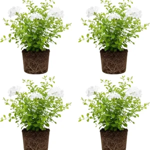 Plumbago Live Plants Set of 4, 4-6'' Tall, Blue Flowers, Outdoor Shrub - Image 1