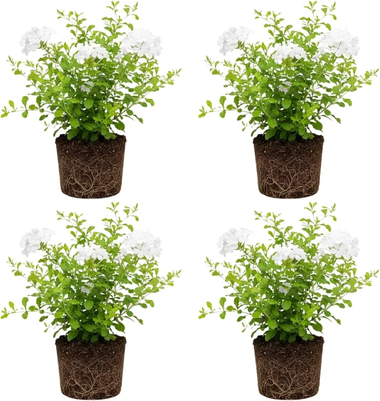 Plumbago Live Plants Set of 4, 4-6'' Tall, Blue Flowers, Outdoor Shrub - Image 1