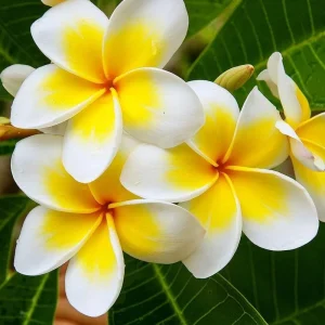 Plumeria Cuttings Live Yellow - 2-Pack Frangipani 12 Inches Long Indoor/Outdoor - Image 2