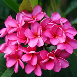 Plumeria Cuttings Live Yellow - 2-Pack Frangipani 12 Inches Long Indoor/Outdoor - Image 3