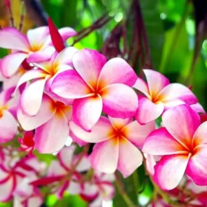 Plumeria Plant Cutting 8-10 Inches - Live Frangipani for Outdoor Growing - Image 2