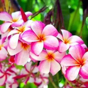 Plumeria Plant Cutting 8-10 Inches - Live Frangipani for Outdoor Growing - Image 5