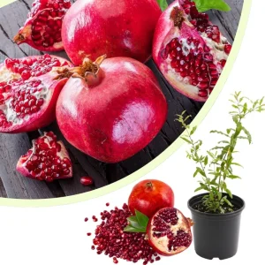 Pomegranate Live Plant - Sweet Fruit Tree, 4-7 Inches Tall, Outdoor - Image 1