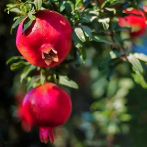 Pomegranate Live Plant - Sweet Fruit Tree, 4-7 Inches Tall, Outdoor - Image 3